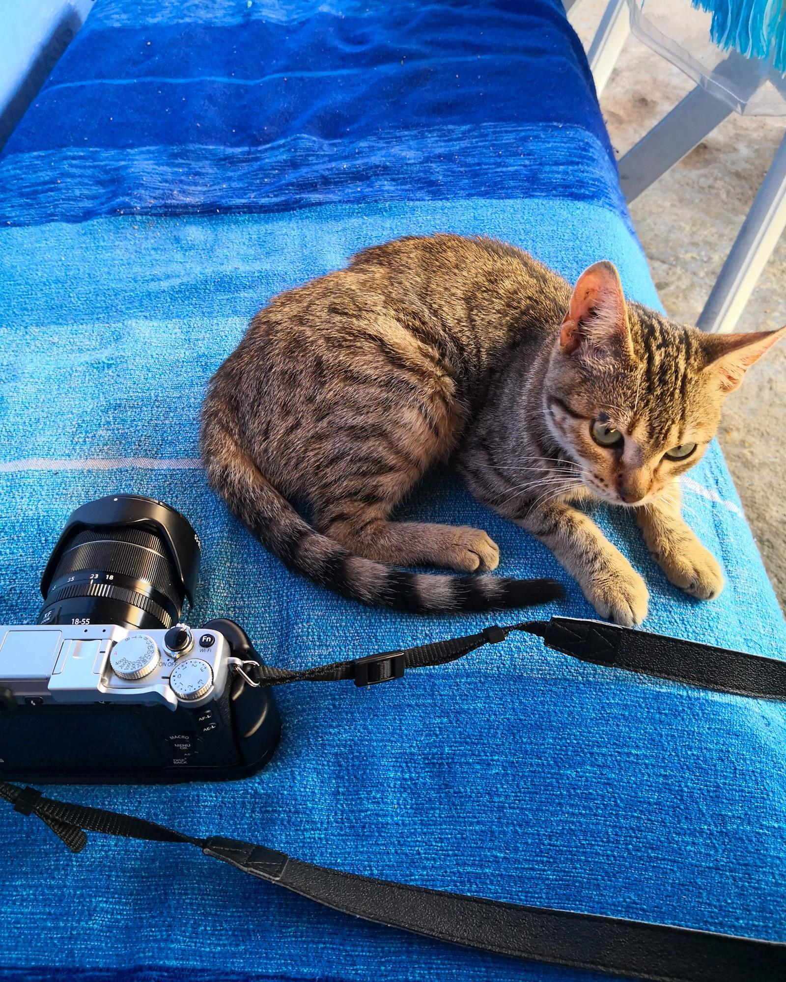 Cat resting on a bench in a restaurant in Chefchaouen Morocco