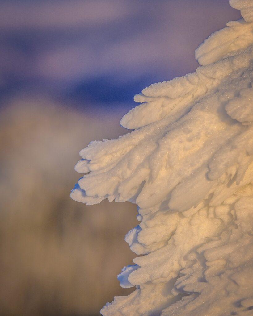 Frozen trees in Ciucas Mountains Romania