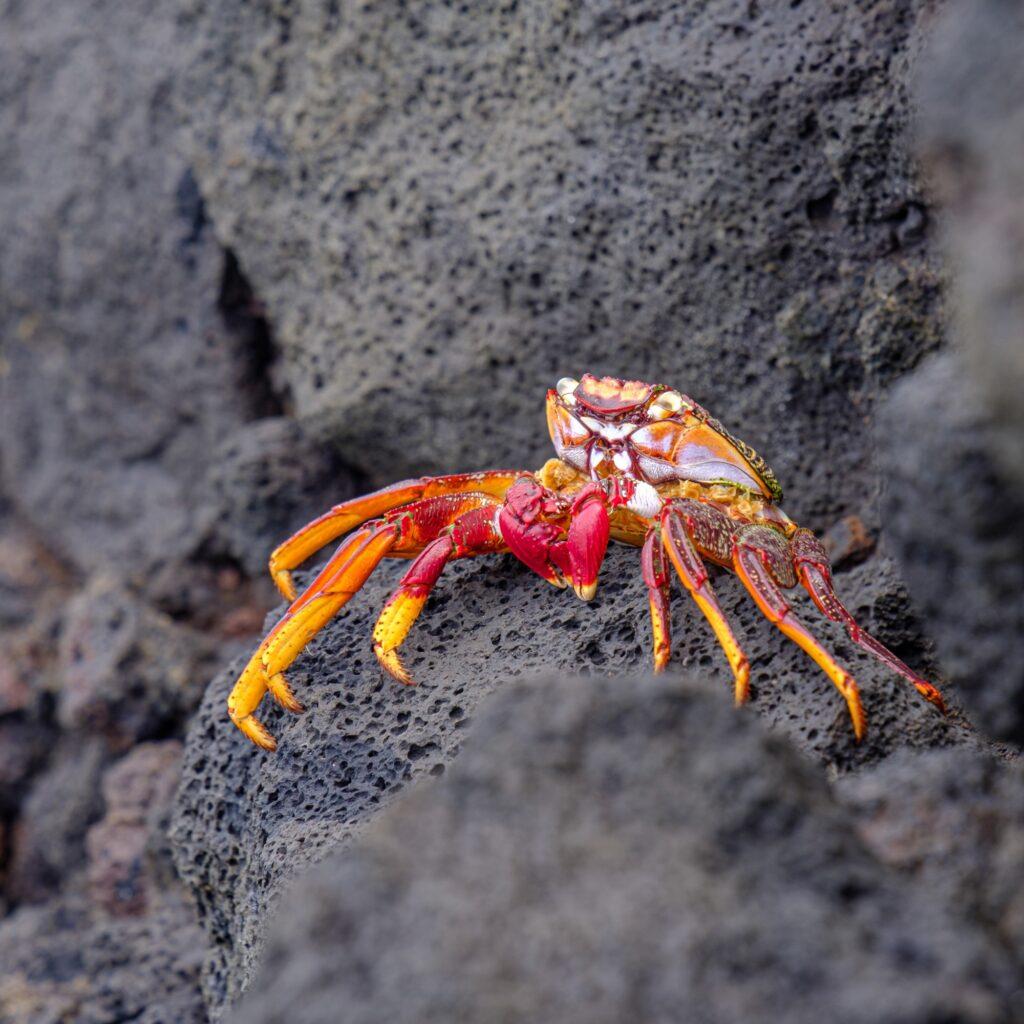 Crab on volcanic rock photographed in Tenerife Canary Islands