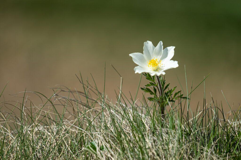 Wildflower near Lake Capra in the Fagaras Mountains Romania
