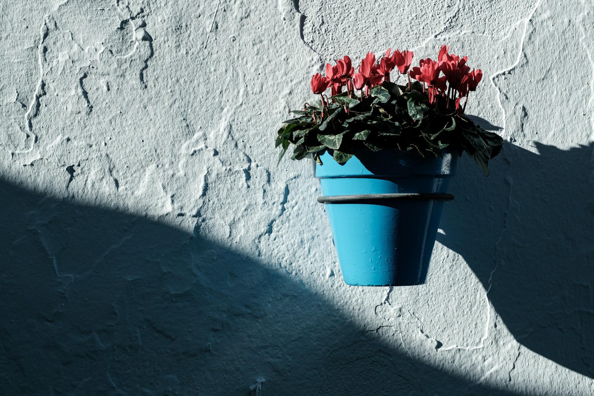 Flower pot on a white wall in Mjas Pueblo Andalucia