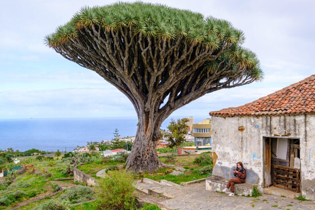 One of the island's famous dragon trees photographed in Tenerife Canary Islands