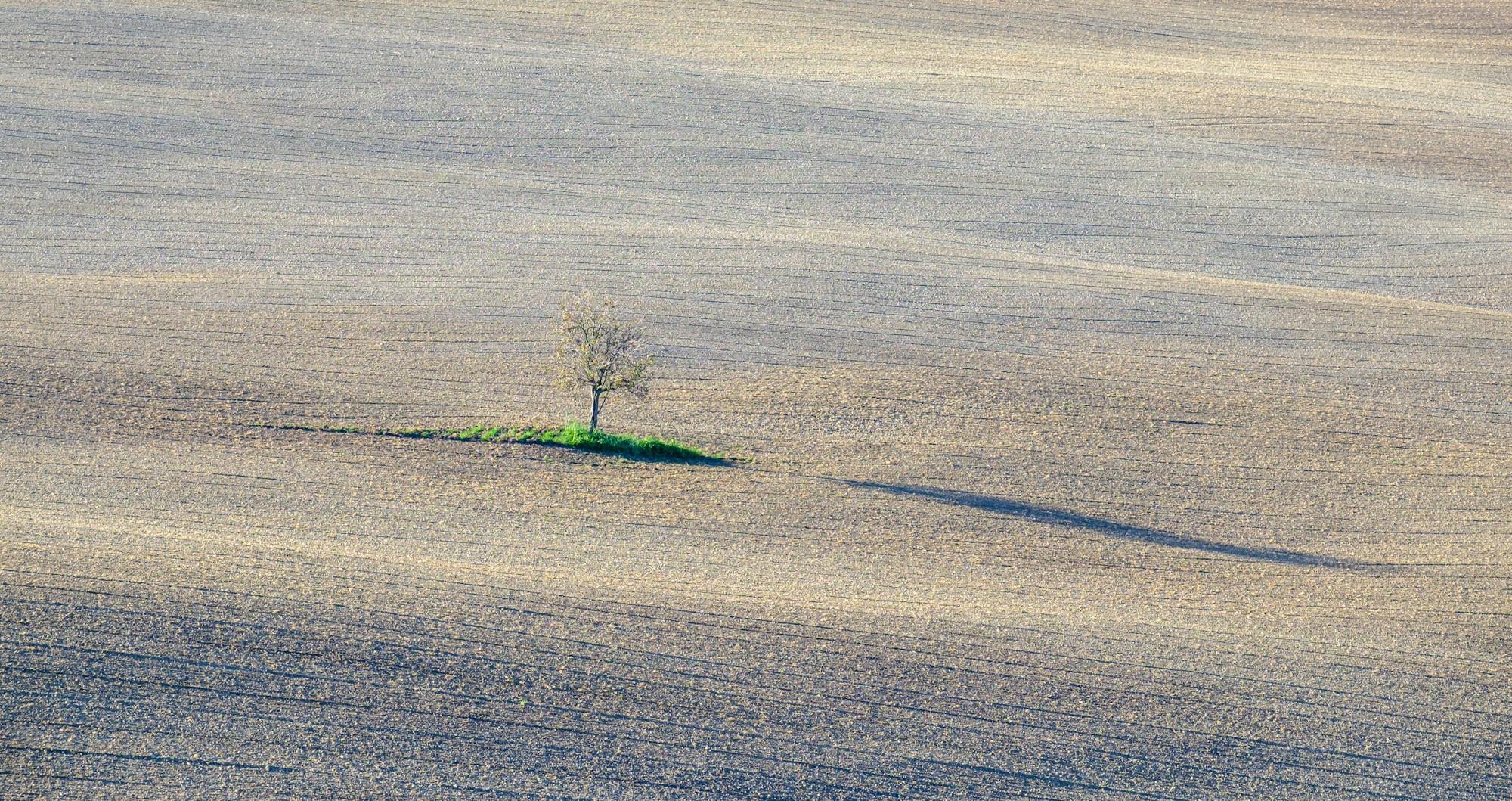 Lone tree photographed in the fields of Tuscany