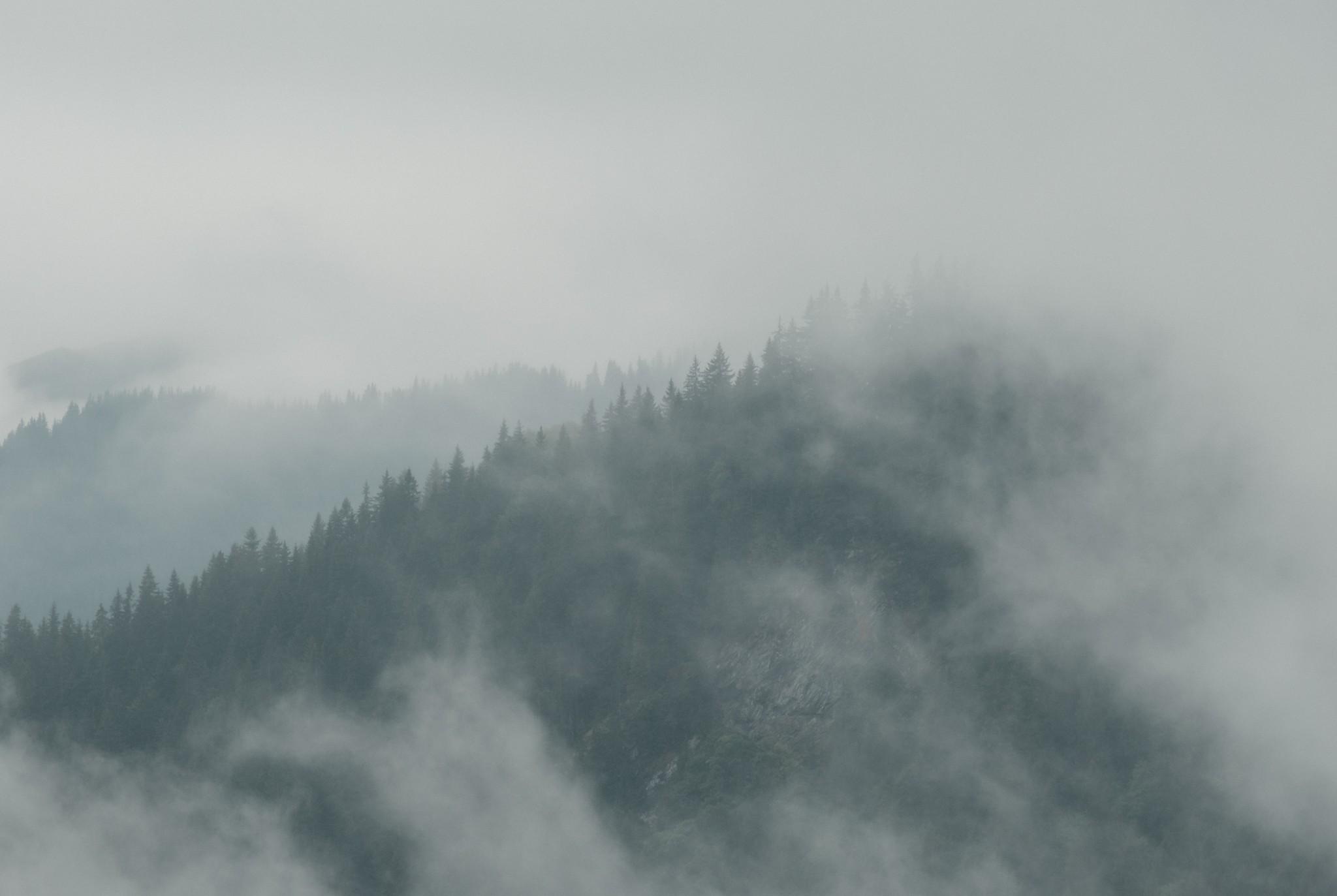 Forest covered in fog on the Transfagarasan road Romania